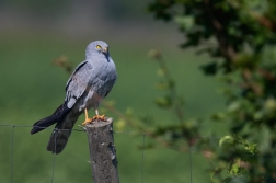 Moták lužní  ( Cyrkus pygargus )