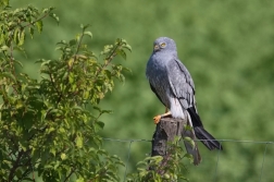 Moták lužní  ( Cyrkus pygargus )