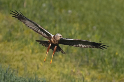 Moták pochop  ( Circus aeruginosus )