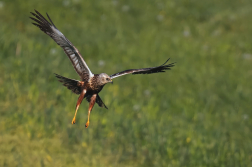 Moták pochop  ( Circus aeruginosus )