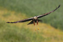 Moták pochop  ( Circus aeruginosus )