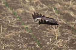 Moták pochop  ( Circus aeruginosus )