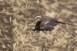 Moták pochop  ( Circus aeruginosus )
