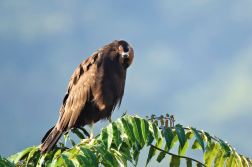 Moták pochop  ( Circus aeruginosus )