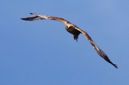 Moták pochop  ( Circus aeruginosus )