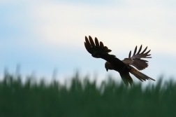 Moták pochop  ( Circus aeruginosus )