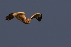 Moták pochop  ( Cirkus aeruginosus )