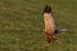Moták pochop  ( Cirkus aeruginosus )