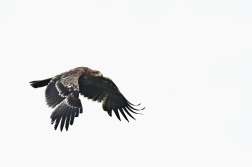 Orel královský  ( Aguila heliaca )