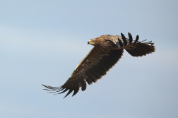 Orel královský  ( Aguila heliaca )