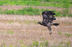 Orel mořský  ( Halliaeetus albicila )