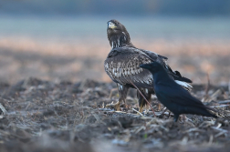 Orel mořský  ( Halliaeetus albicila )
