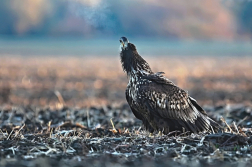 Orel mořský  ( Halliaeetus albicila )