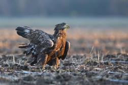 Orel mořský  ( Halliaeetus albicila )