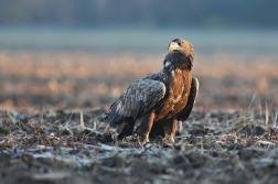 Orel mořský  ( Halliaeetus albicila )