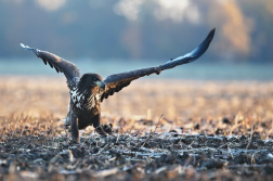 Orel mořský  ( Halliaeetus albicila )