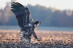 Orel mořský  ( Halliaeetus albicila )