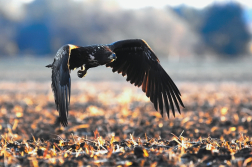 Orel mořský  ( Halliaeetus albicila )
