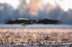 Orel mořský  ( Halliaeetus albicila )