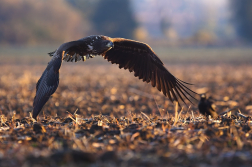 Orel mořský  ( Halliaeetus albicila )