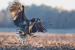 Orel mořský  ( Halliaeetus albicila )