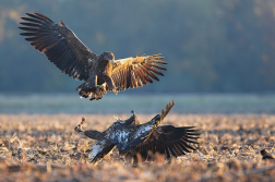 Orel mořský  ( Halliaeetus albicila )