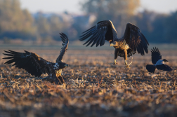 Orel mořský  ( Halliaeetus albicila )