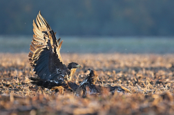 Orel mořský  ( Halliaeetus albicila )