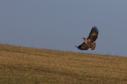 Orel mořský  ( Heliaeetus albicilla )