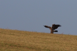 Orel mořský  ( Heliaeetus albicilla )