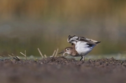 Pisík obecný  ( Actitis hypoleucos )
