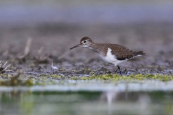 Pisík obecný  ( Actitis hypoleucos )