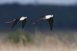 Pisila čáponohá  ( Himantopus himantopus )