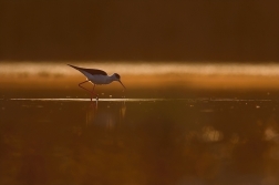 Pisila čáponohá ( Himantopus himantopus )