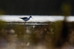 Pisila čáponohá ( Himantopus himantopus )