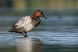Polák velký  (  Aythya  ferina )