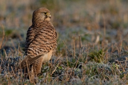 Poštolka obecná  ( Falco tinnunculus )