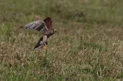 Poštolka obecná  ( Falco tinnunculus )