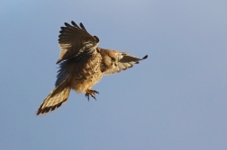 Poštolka obecná  ( Falco tinnunculus )