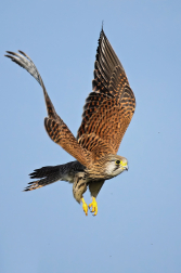 Poštolka obecná  ( Falco tinnunculus )