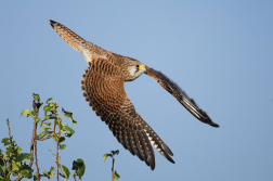Poštolka obecná  ( Falco tinnunculus )