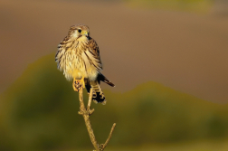 Poštolka obecná  ( Falco tinnunculus )