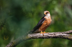 Poštolka rudonohá  ( Falko vespertinus )