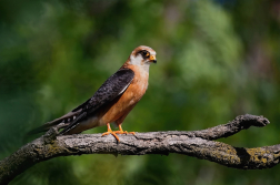 Poštolka rudonohá  ( Falko vespertinus )