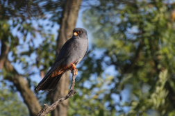 Poštolka rudonohá  ( Falko vespertinus )