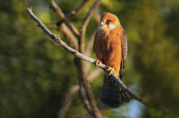 Poštolka rudonohá  ( Falko vespertinus )