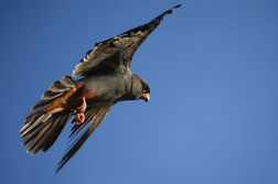 Poštolka rudonohá  ( Falko vespertinus )