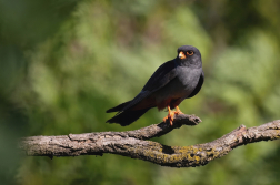 Poštolka rudonohá  ( Falko vespertinus )