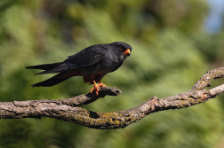 Poštolka rudonohá  ( Falko vespertinus )