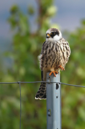 Poštolka rudonohá  ( Falko vespertinus )